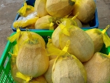 Vựa Dừa Sáp ở Sài Gòn