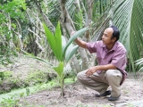 Bán cây giống dừa sáp cấy phôi tại tỉnh Trà Vinh