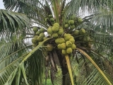 Bán cây giống dừa sáp cấy phôi với giá cạnh tranh tại Trà Vinh 