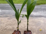 Cung cấp cây giống dừa sáp cấy phôi chất lượng tại Vĩnh Long