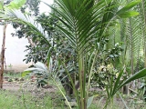 Cung cấp cây giống dừa sáp cấy phôi tại Cần Thơ
