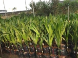 Đơn vị bán cây giống dừa sáp cấy phôi tại Trà Vinh
