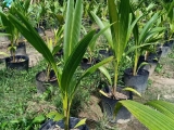 Bán cây giống dừa sáp cấy phôi tại Trà Vinh