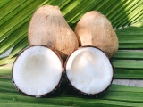 Tại Sao Dừa Sáp Chỉ Trồng Được Ở Trà Vinh