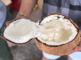 Dừa Sáp Và Những Công Dụng Của Nó Đối Với Sức Khỏe Con Người