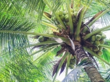 Đại Lý dừa sáp Cầu Kè Trà Vinh
