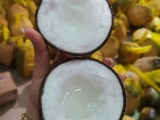 Dừa sáp Trà Vinh 