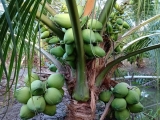 Bán cây giống dừa sáp cấy phôi tại Cà Mau