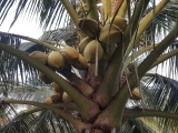 Giống dừa sáp cấy phôi Trà Vinh