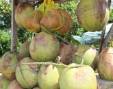 Phân phối sỉ - lẽ dừa sáp giá vườn tại tp Hồ Chí Minh