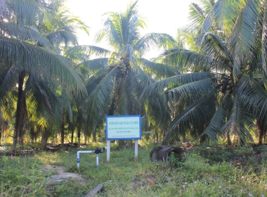 Nguồn Gốc Dừa Sáp