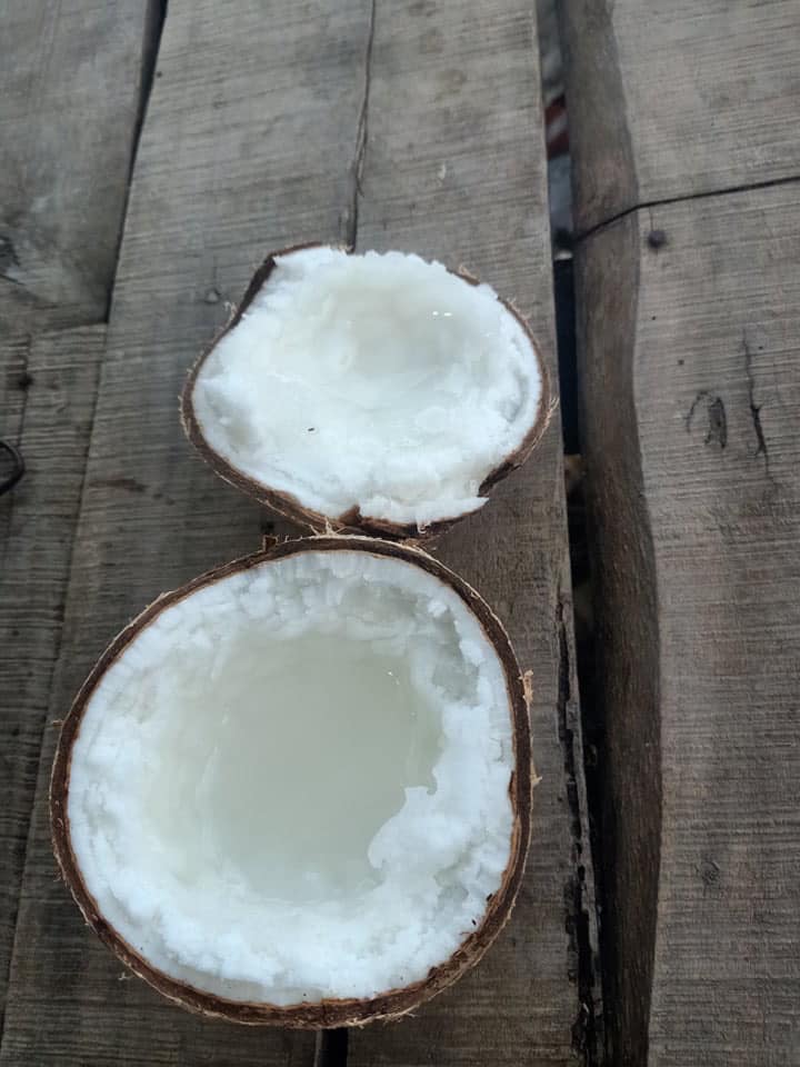 Dừa sáp Travico 