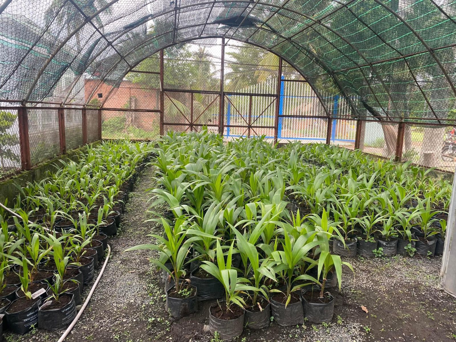 Dừa sáp Travico 