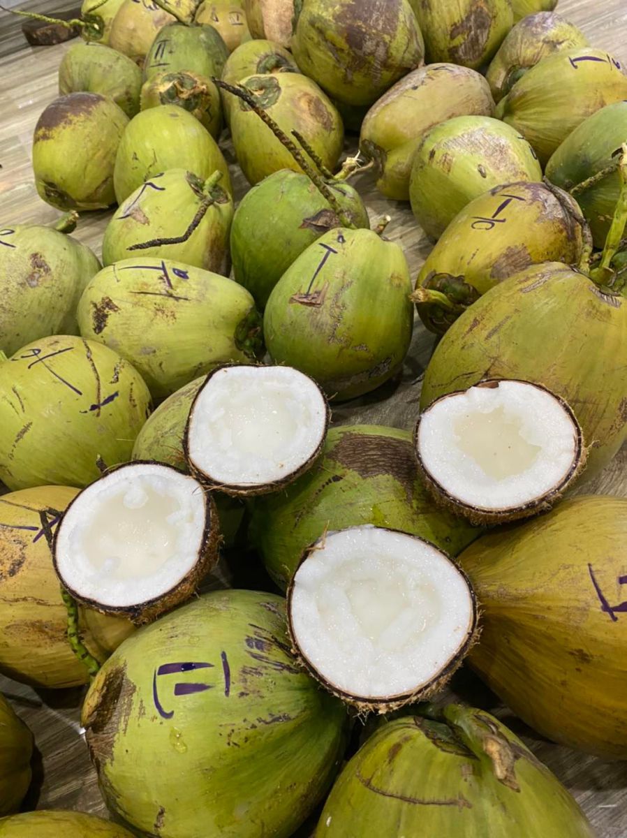 Dừa sáp Travico 