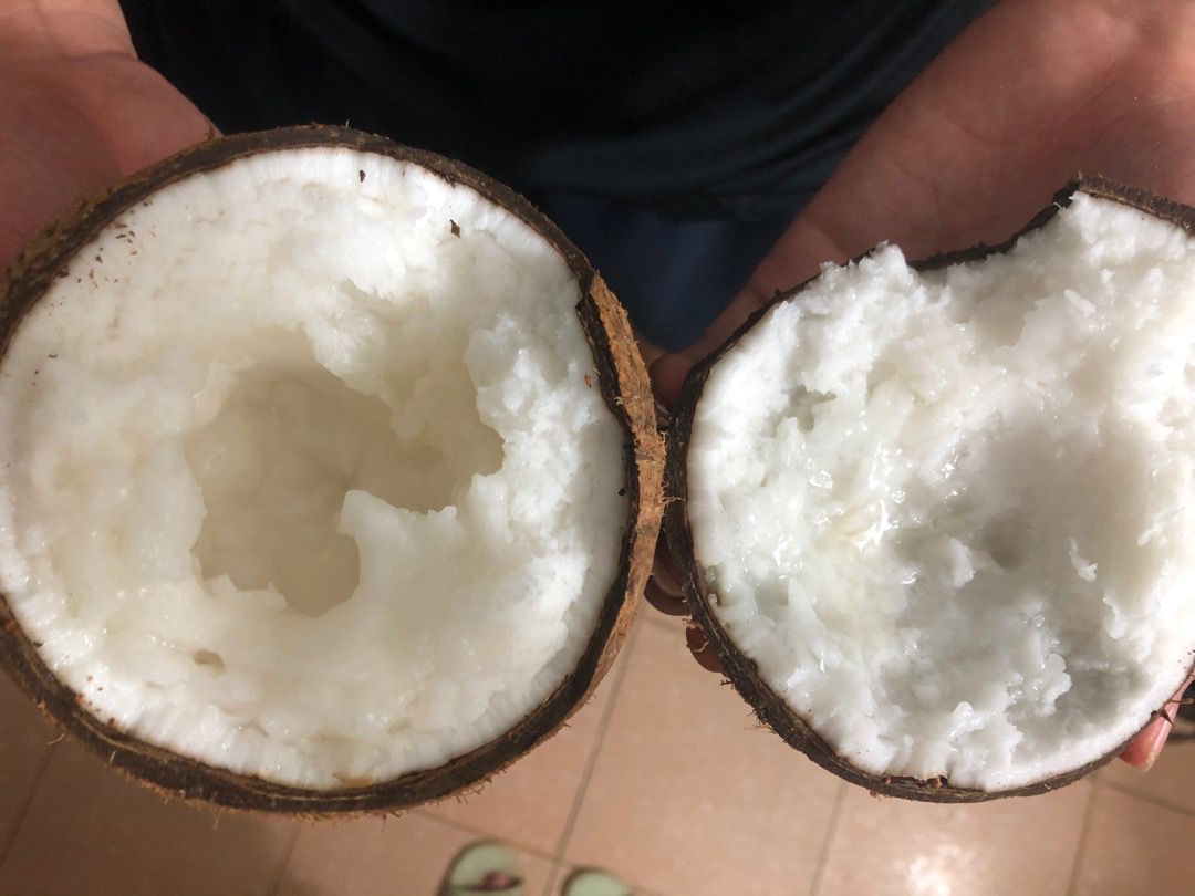 Dừa sáp Travico 