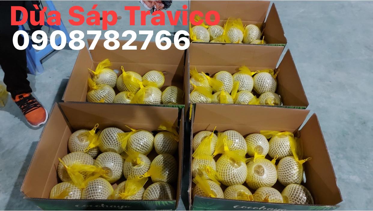 Dừa sáp Travico 