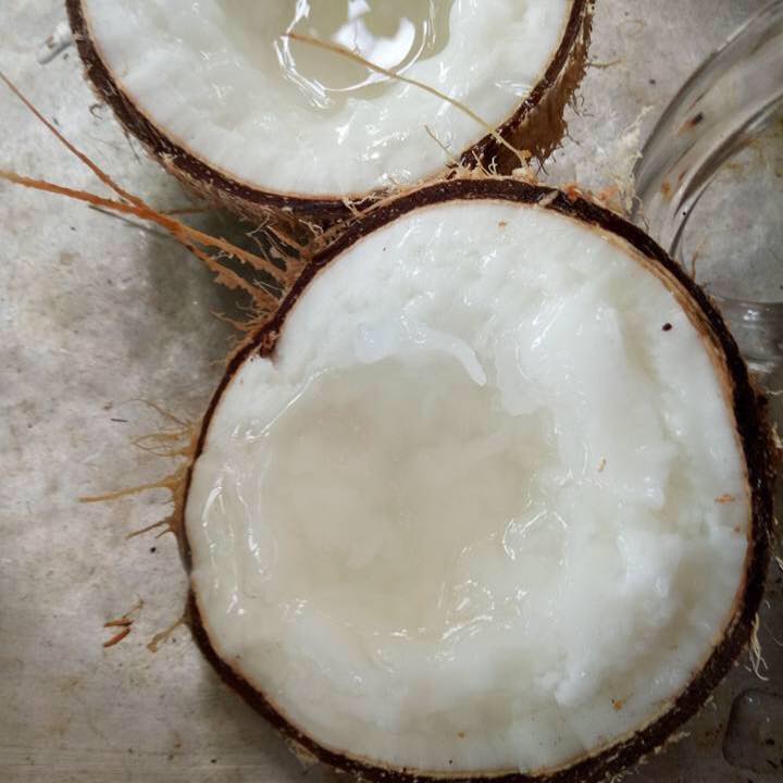 Dừa sáp Travico 