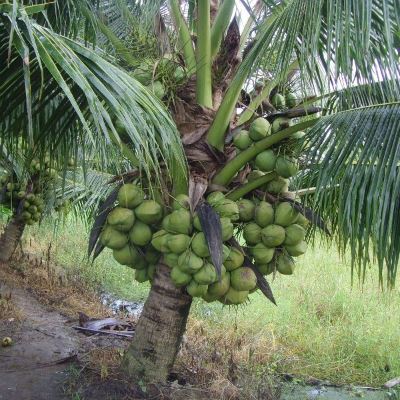 Dừa sáp Travico 
